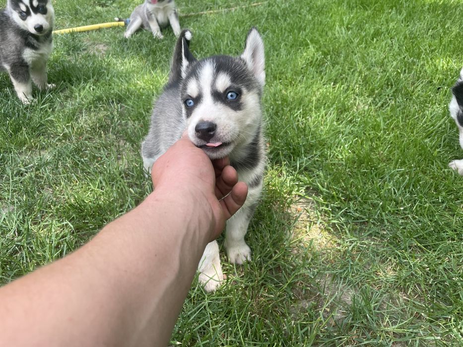 Szczeniak Siberian Husky