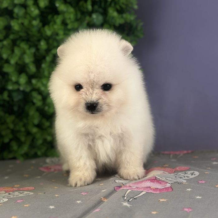 лялькова міні дівчинка шоу классу