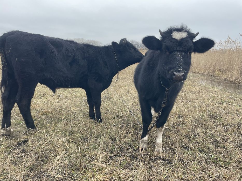 Продам телицю можна на корову