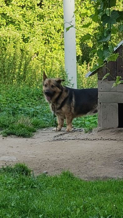 Szarik do adopcji na cito