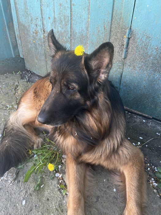 Немецкая овчарка,вязка.