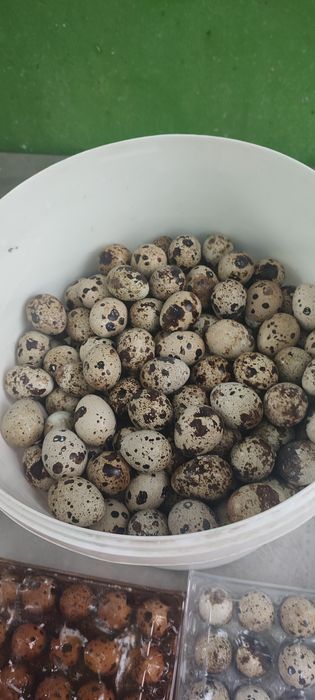 Яйца перепелиные