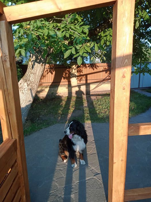 Бернський зенненхунд. Пес для в'язки