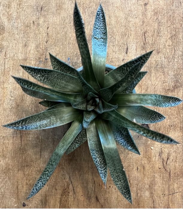 Продам кімнатні квіти