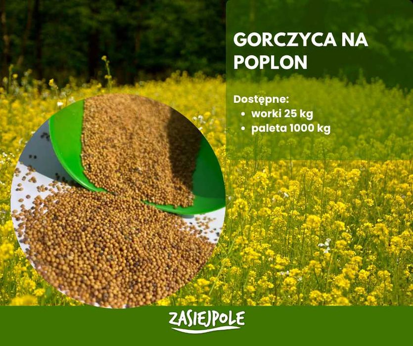 Gorczyca biała, gorczyca na poplon