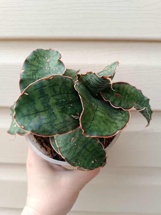 Продам Сансивьеры.