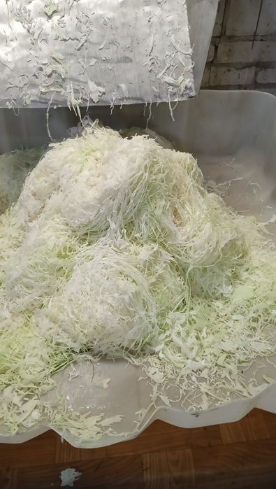 Kapusta szatkowana  Kolia Ambrozia Strukta