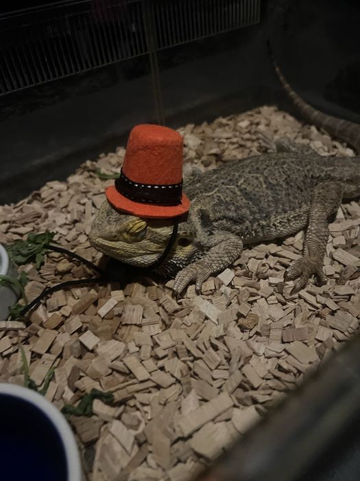 Terarium z agamą