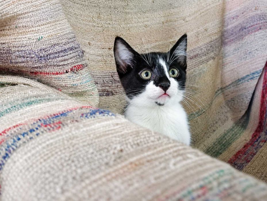MACHO | Gatinho disponível para Adoção Responsável