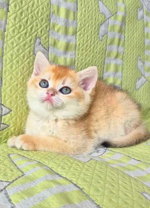 Шотландские котята (ЗОЛОТАЯ ШИНШИЛЛА)