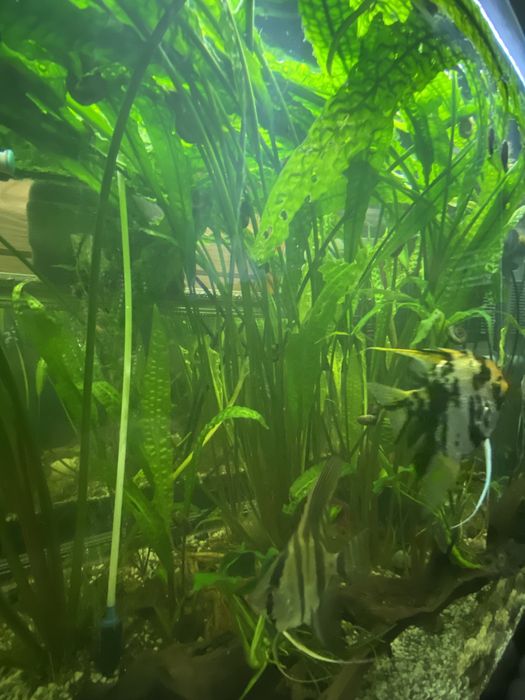 Kryptokoryna karbowana piękna roslina akwariowa