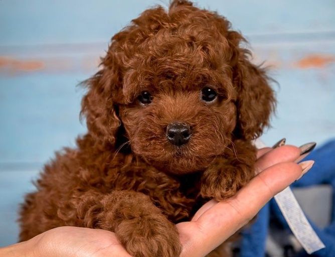 Мілашкі до свят ред Браун тікапчикі