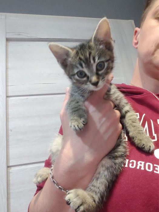 Kociaki do adopcji