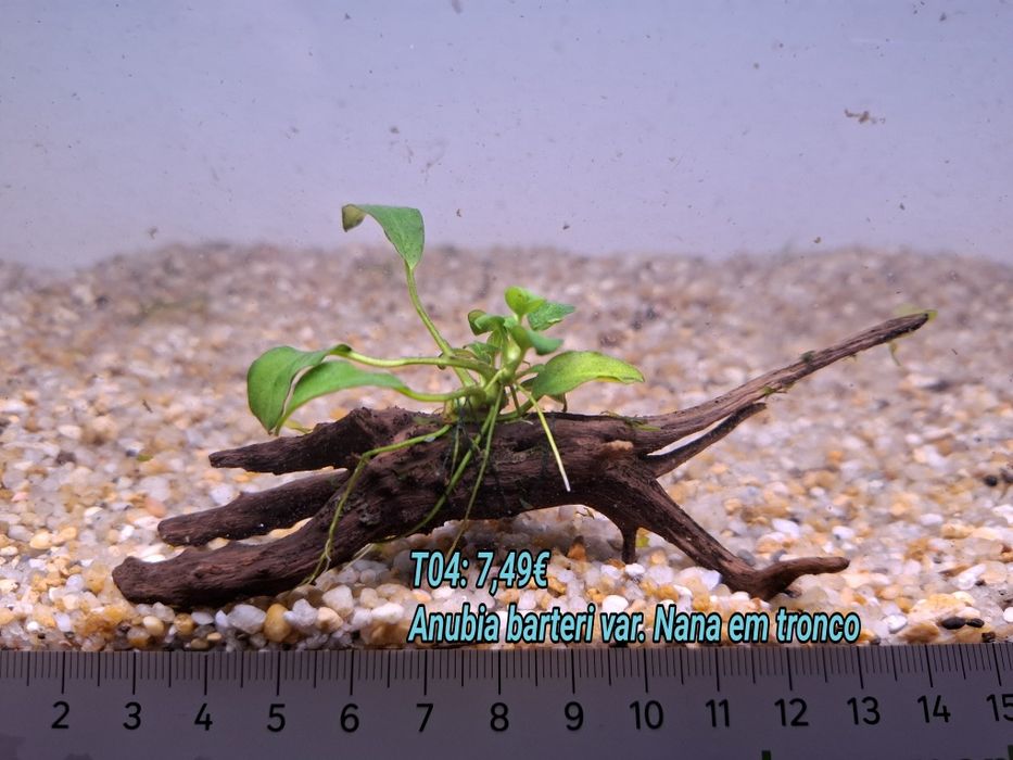 Anubia em rocha vulcânica e Tronco . (Aquário Plantas)