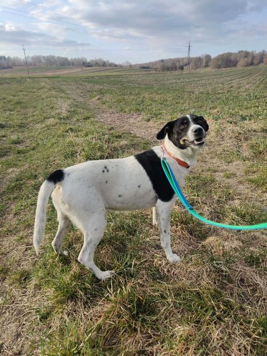 Malutka Kropeczka szuka swojego człowieka
