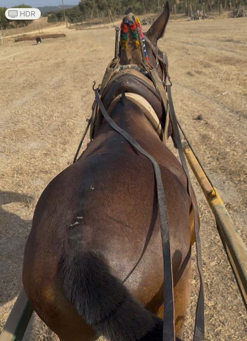 Macho engatada manso