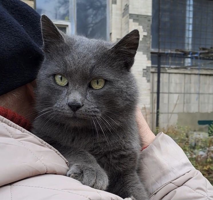 Шукаємо надійних господарів!