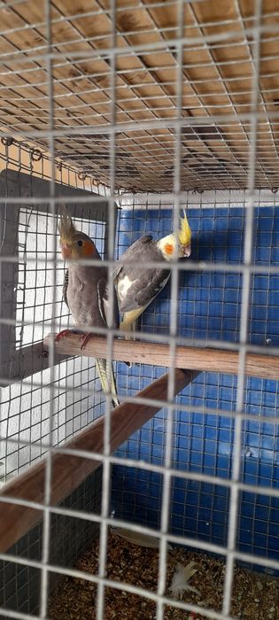 Caturras lutinas pérola