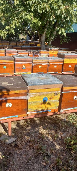 Вулики Дадан 12 рамок, та магазині надставки  на 145