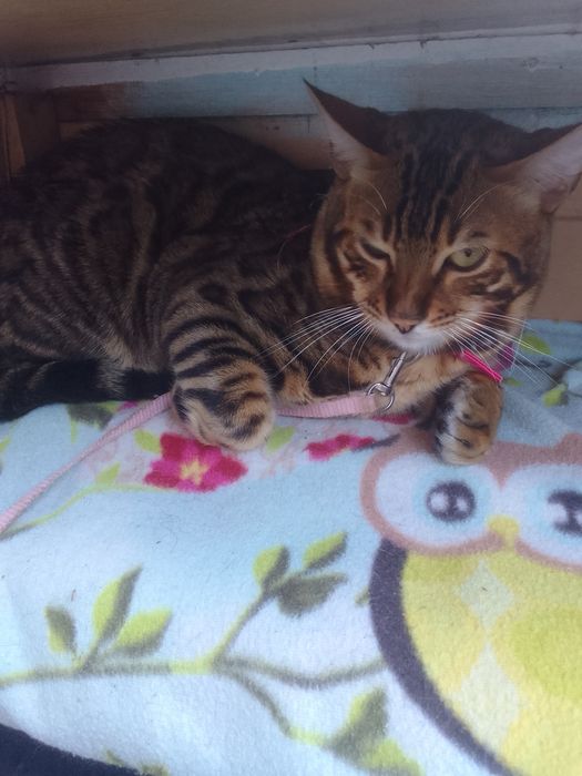 Котёнок бенгал,  8 месяцев