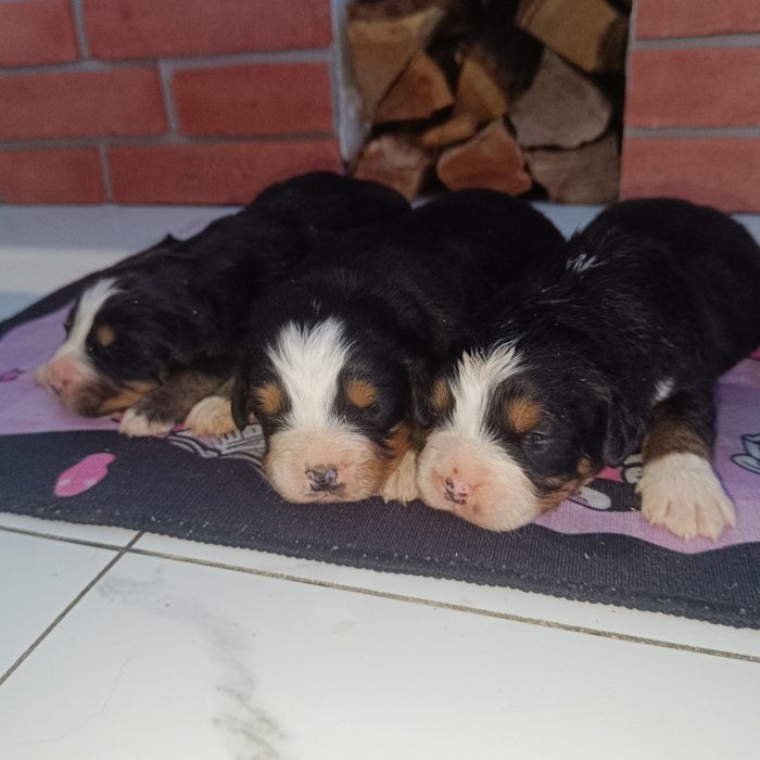 Berneński pies pasterski