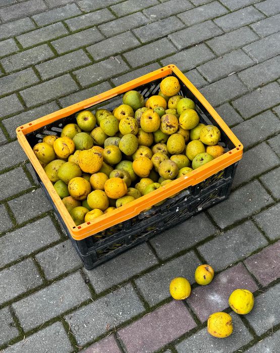 Pigwa, pigwowiec japoński