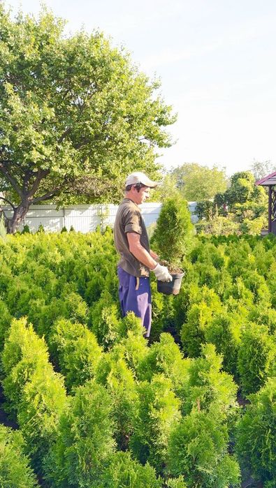 Продам тую смарагд оптом