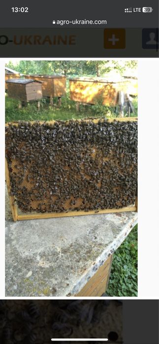 Продам бджолопакети карпатка!