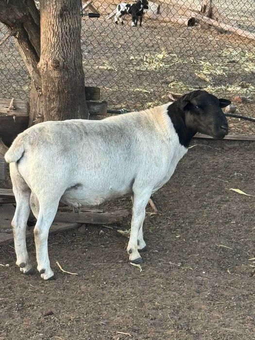 Вівці, барани, ягнята. Ягнята кросс дорпера (на м'ясо на розплід)