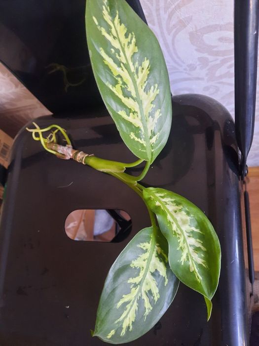 Замиакулькас, каланхое, алое, пальма монстера, диффи, орхидея