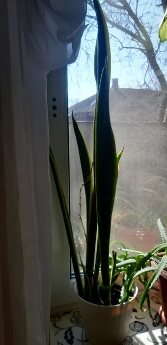 сансевьеоа продам