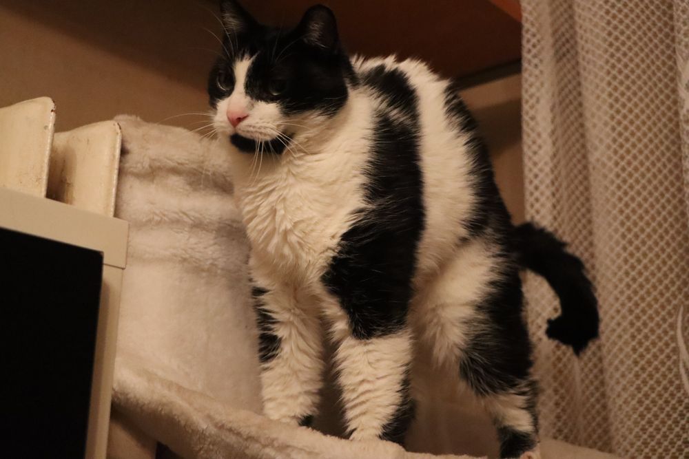 Cudowny kocurek szuka domu