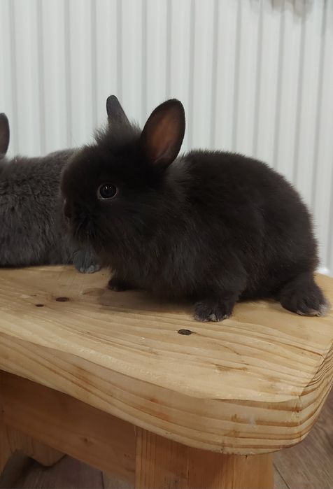 Прода декоративні кролики