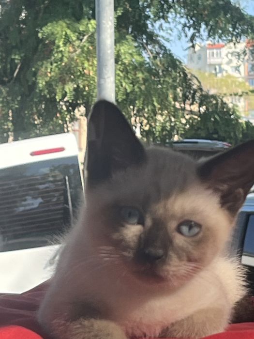 Продам Сиамских котят.