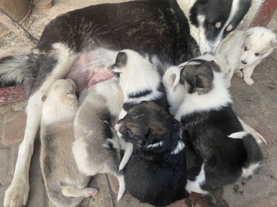 Продам цуценяти лайки