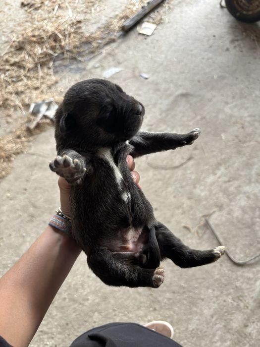 Cao raça kangal puros