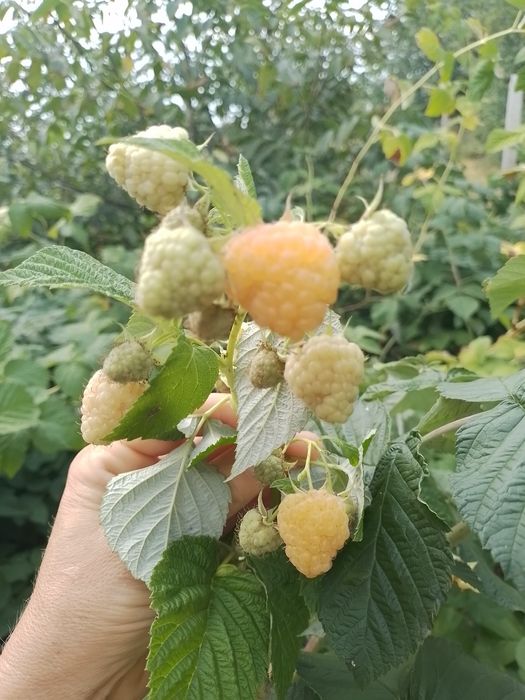 Продам саджанці малини