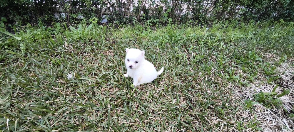 Spitz alemão anão  Lulu da Pomerânia