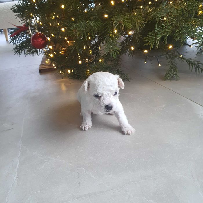 Szczeniaczek Bichon Frise