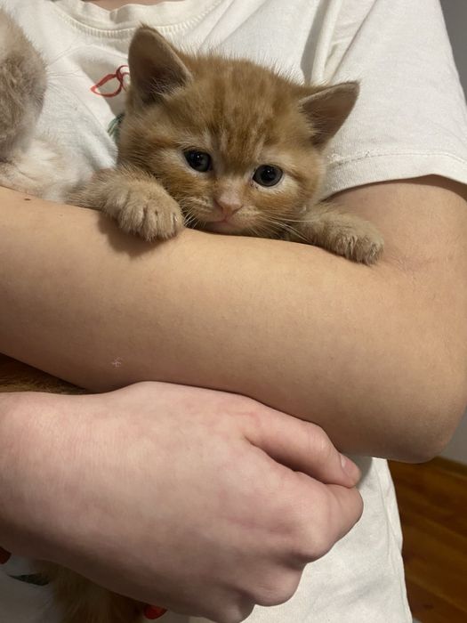 Продаються кошенята бобтейл