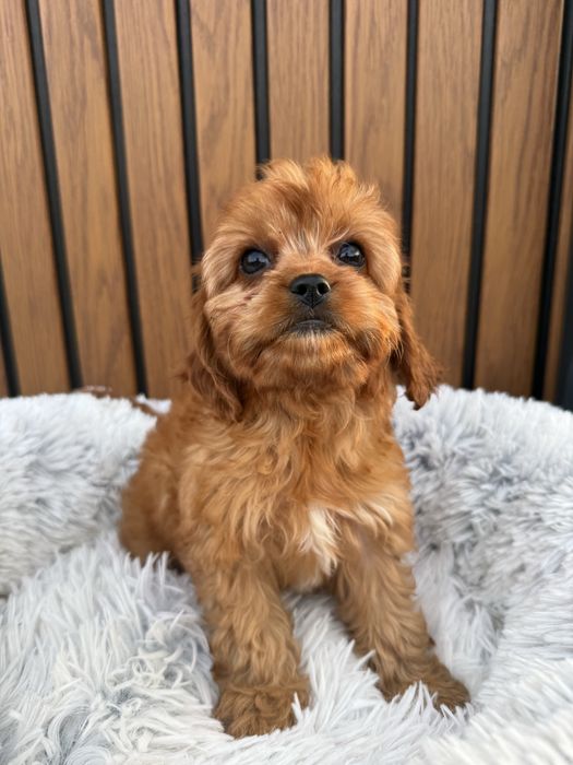 Cavapoo, pudel toy, cavalier , badania , dziewczyna, gotowy do odbioru