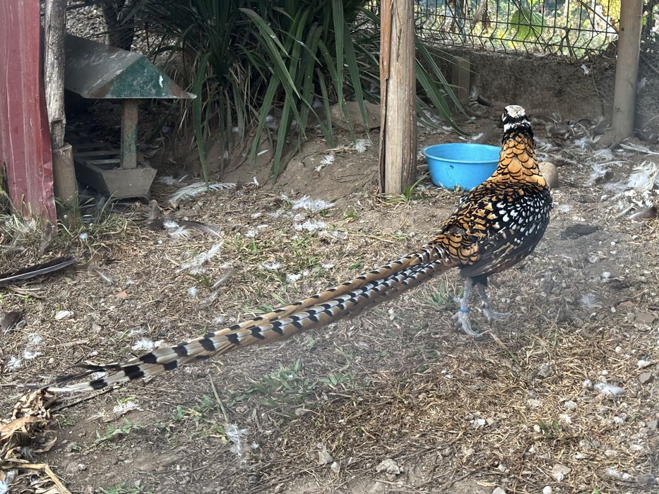 Faisao venerado macho