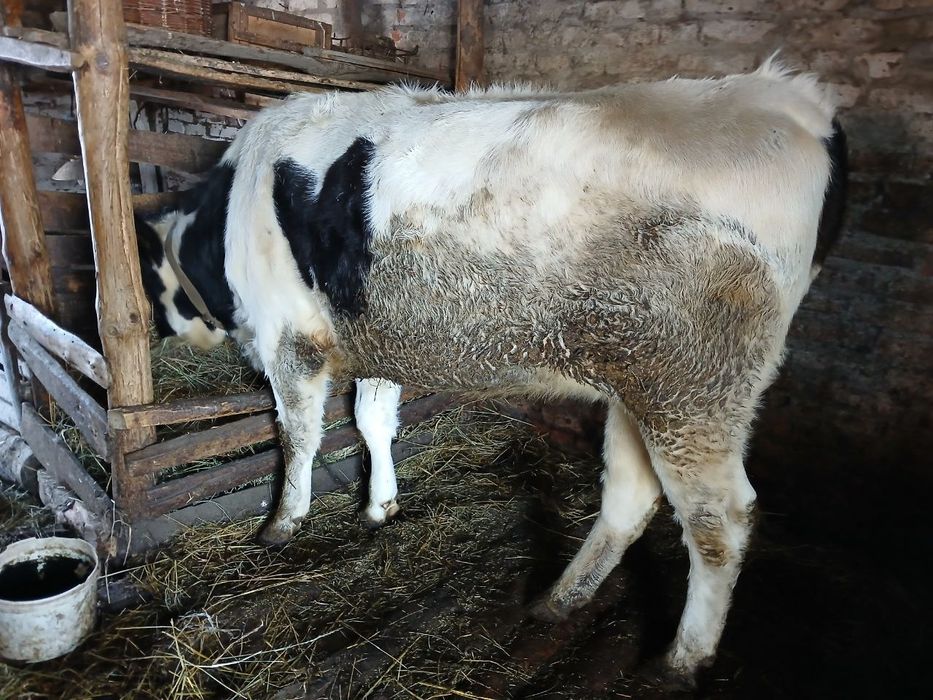 Продам корову  молоду