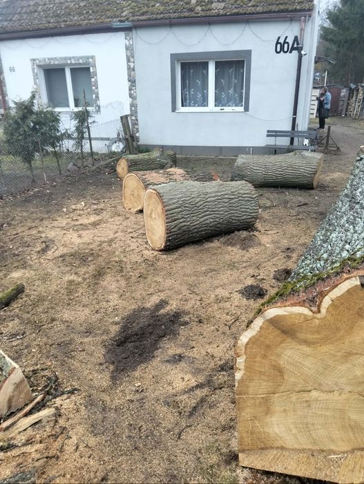 Dąb materiał dobry na dechy