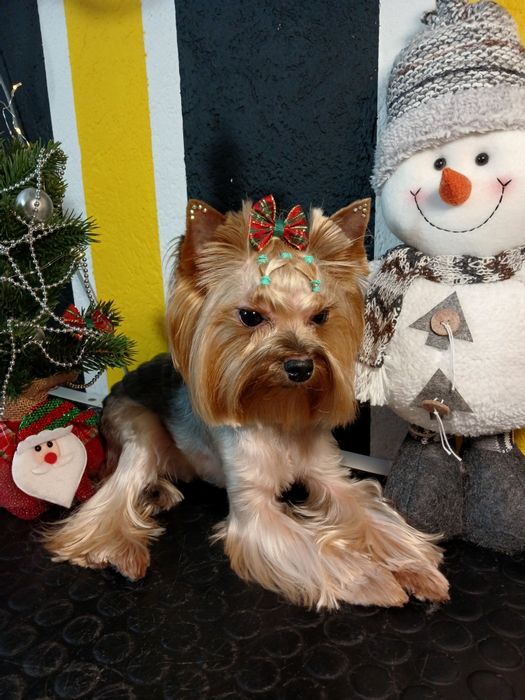 Грумінг малених та середніх порід