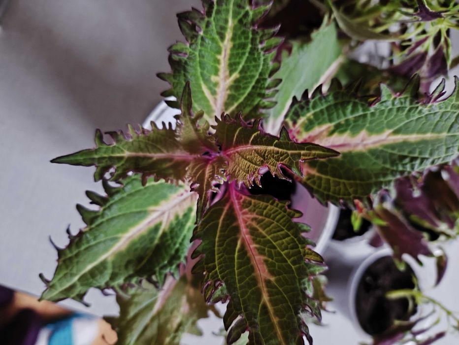 Кімнатні рослини. Колеуси. Обмін.