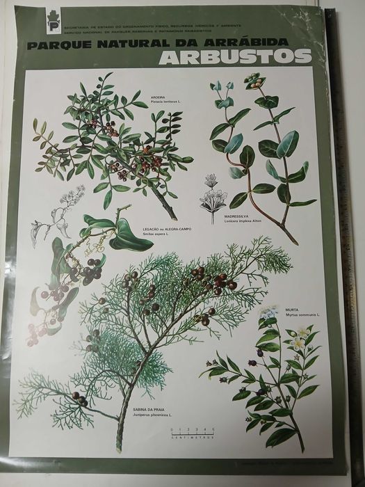 cartazes/posters animais e plantas