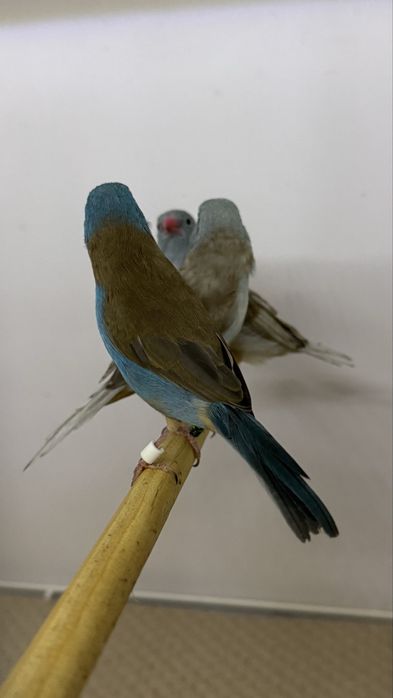 Exoticos Peito celeste