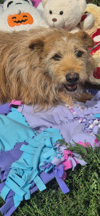 Piesek okolo 7 lat