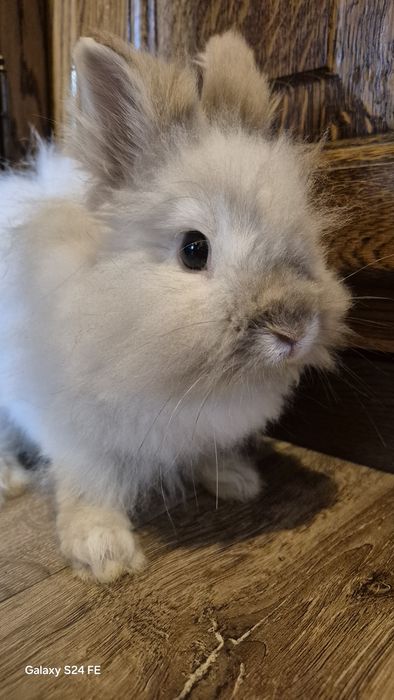 Królik teddy miniaturka